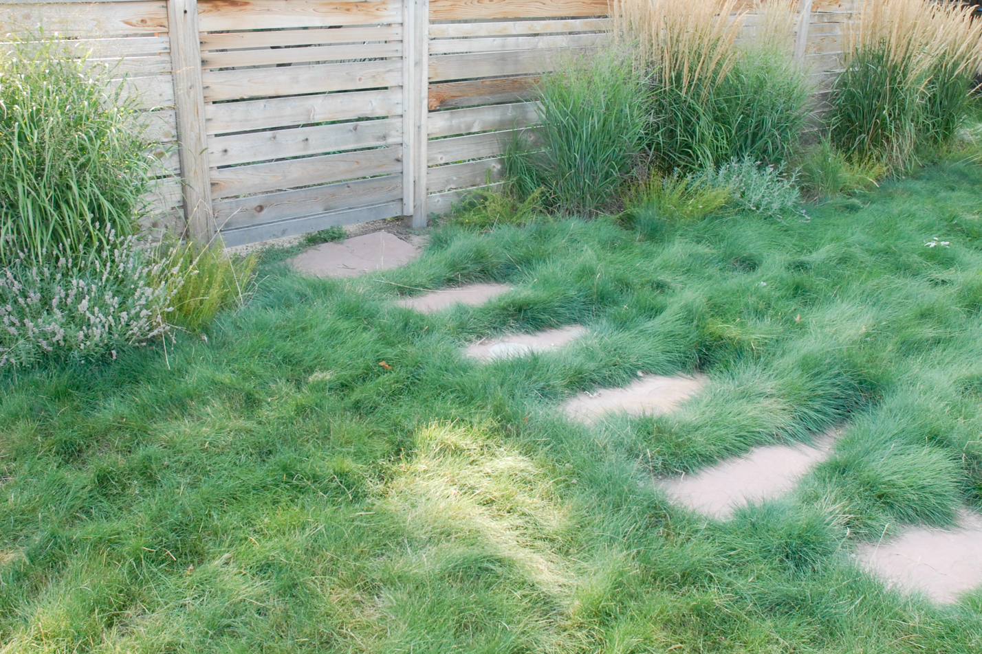 Contemporary Xeriscape